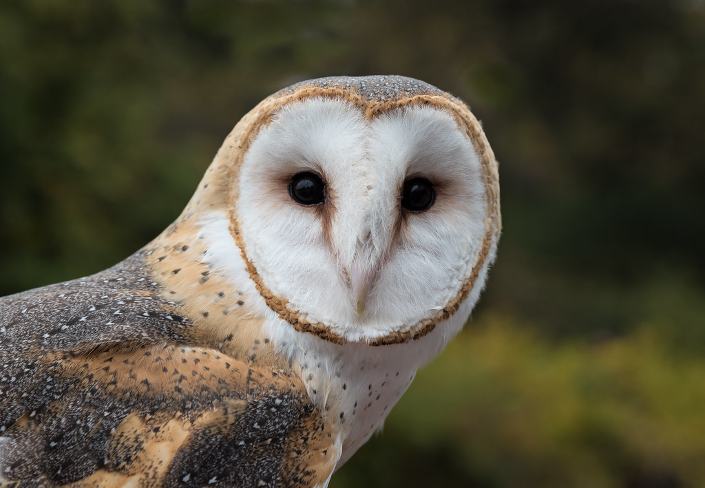Owl Prowl at Caledon State Park