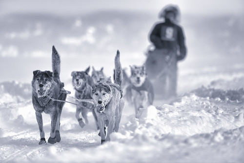 Caladonia Classic 2018 | Just below -30 degree celsius ... Caladonia Classic 2018 | Just below -30 degree celsius ...