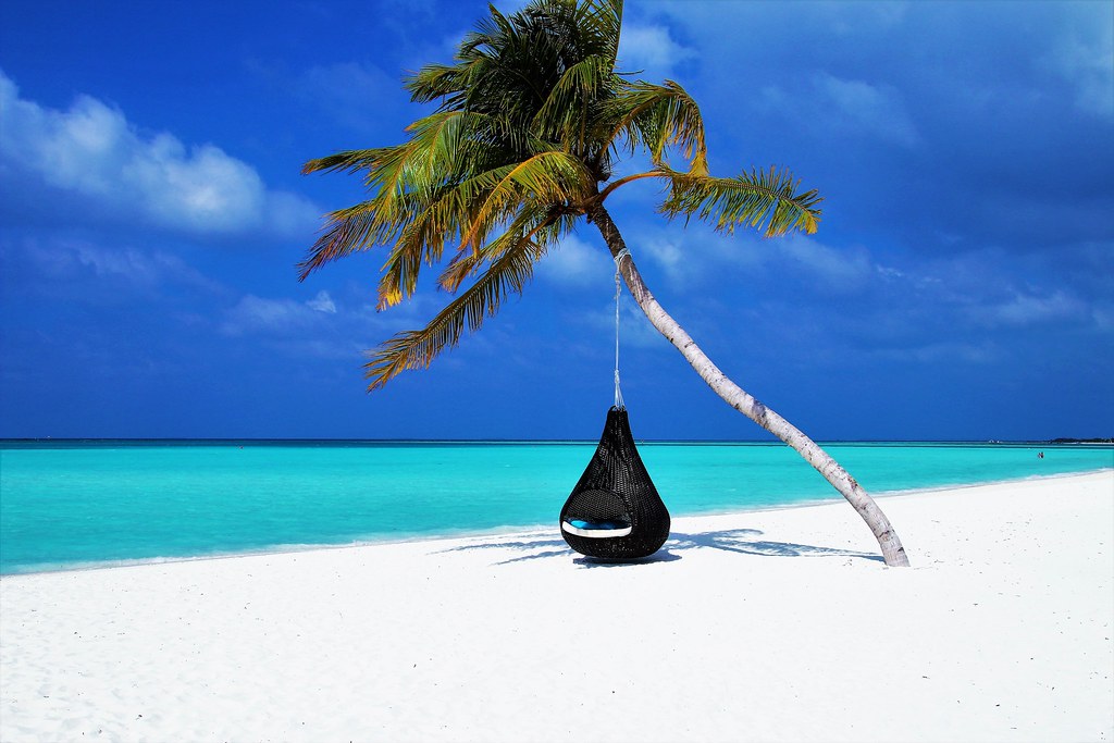 Download the perfect maldives beach pictures. Palm Tree On Beach Maldives Hd Wallpaper Download This Wal Flickr