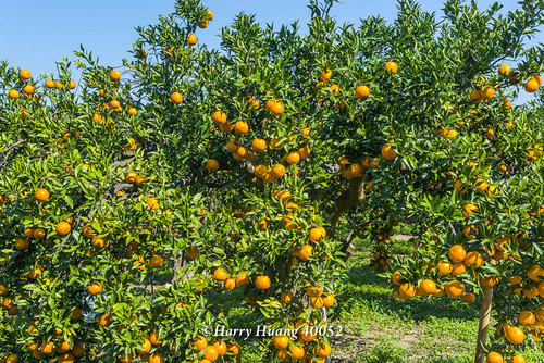 柑橘樹英文柑橘 Dykpo