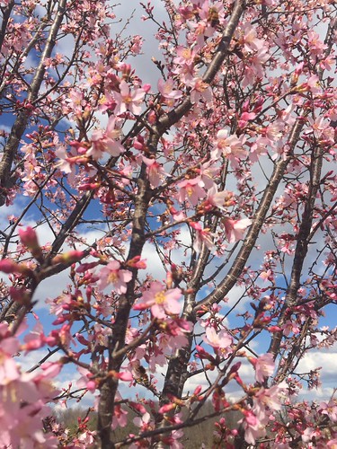 Trees Supplier Prunus Okame Okame Cherry Nurseries