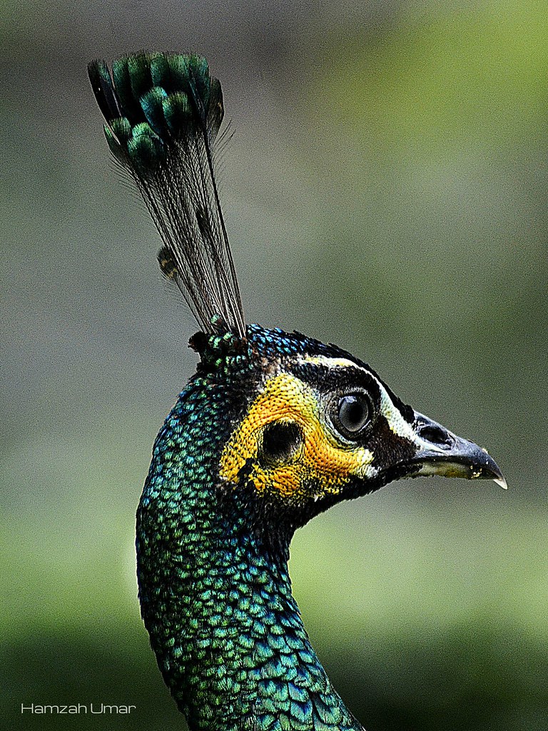Gratis Download Gambar Burung Merak Ialah Haewan Berdarah Panas Ada Dua Jenis Burung Terkeren oleh www.lampunghits.com