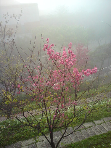霧裡看花英文 Yxhsa