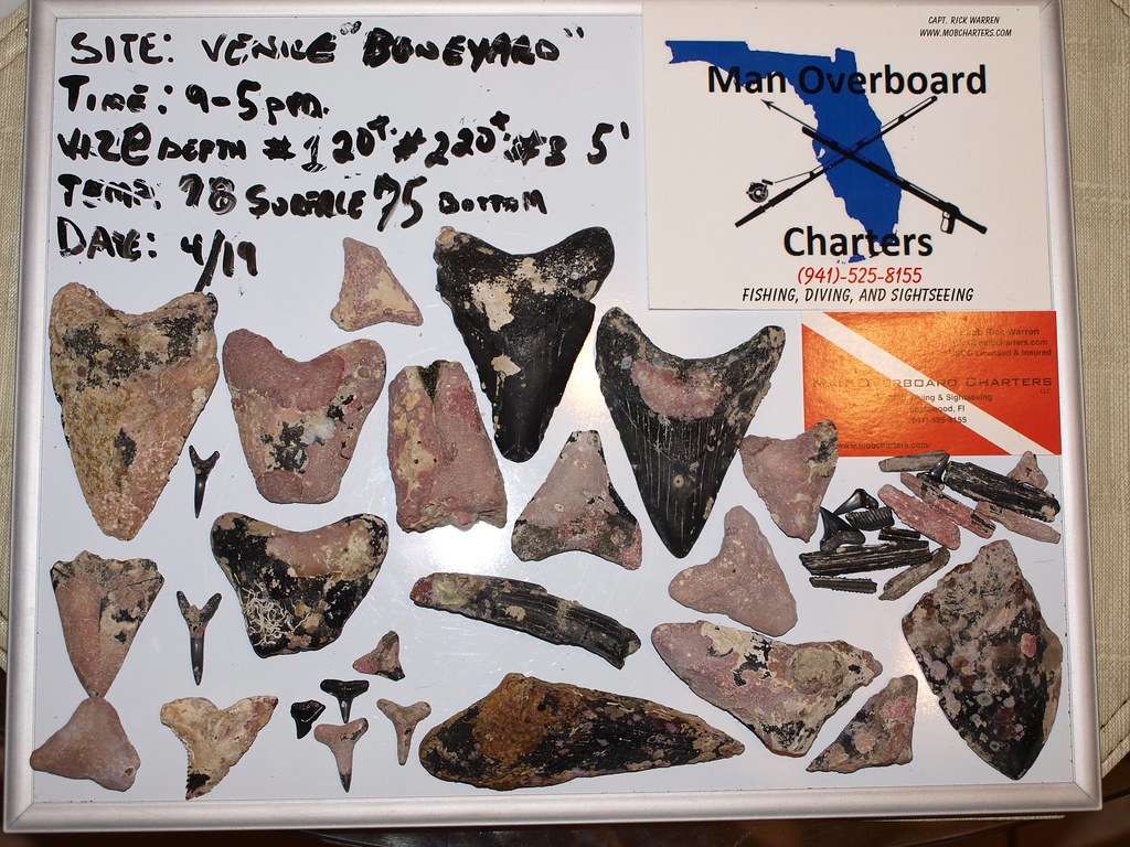 Fossils Found In Venice Florida At Boneyard By Scuba Divi Flickr