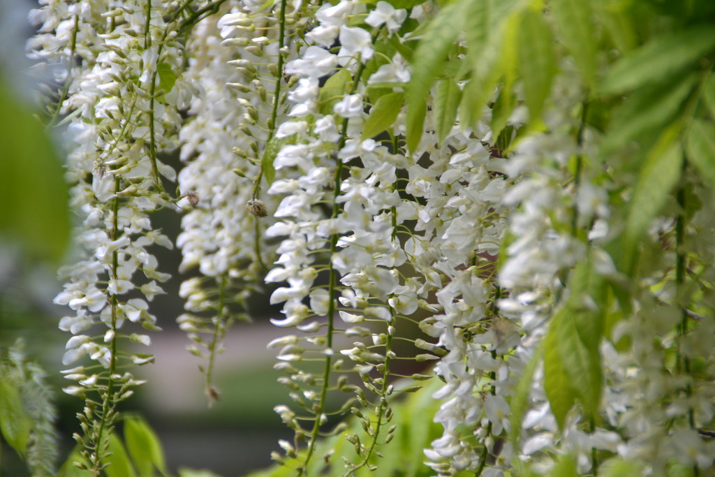 Huge collection, amazing choice, 100+ million high quality, affordable rf and rm images. Drooping Flowers I N K A M A C K Flickr