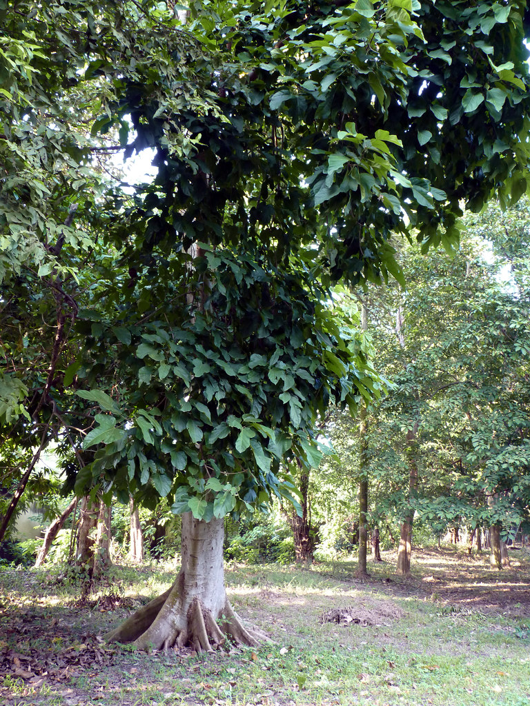 Tasting Two Summer Beers From Madtree Brewing Paste
