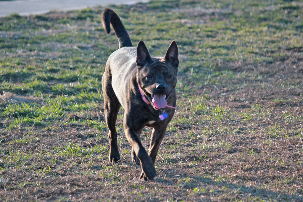 Chow chow pitbull mix dog for adoption kitkat, a pit bull terrier