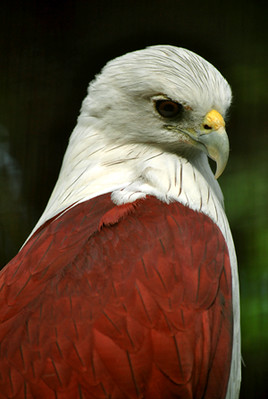 Elang Bondol | Haliastur Indus @Birdpark Tmii | Christin Silitonga | Flickr 399_X_268_jpg