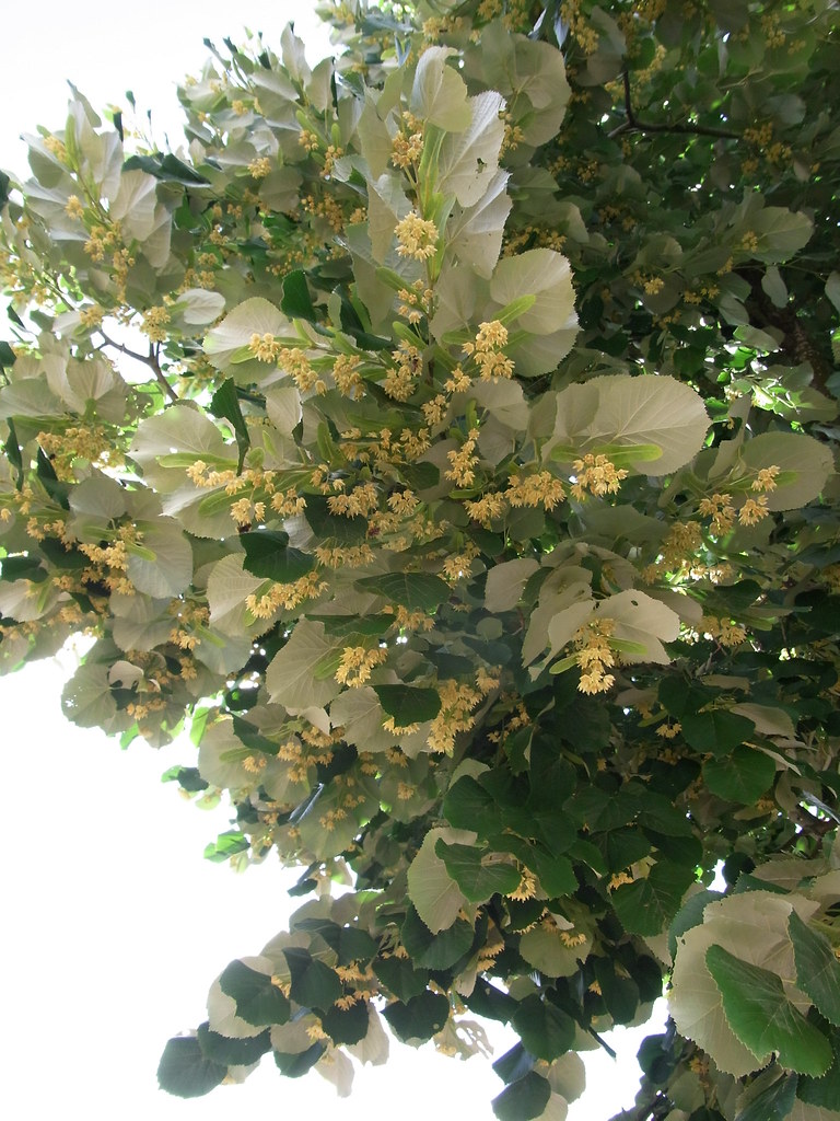 樹的英文澆花 種樹 花盆 英文是 園藝 相關例句 字彙解說 Hfep