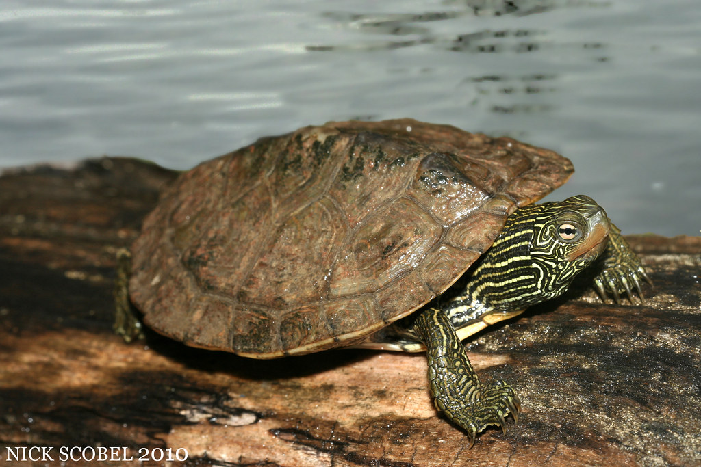Map Turtle 7 Rare Species Of Map Turtles CIFK 5625859794 Ac11795005 B 