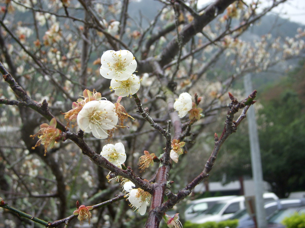 The tree flowers in late winter and early spring and is highly regarded as a seasonal symbol. Mei Hua Plum Flower The National Flower Of Taiwan Cagefree Flickr