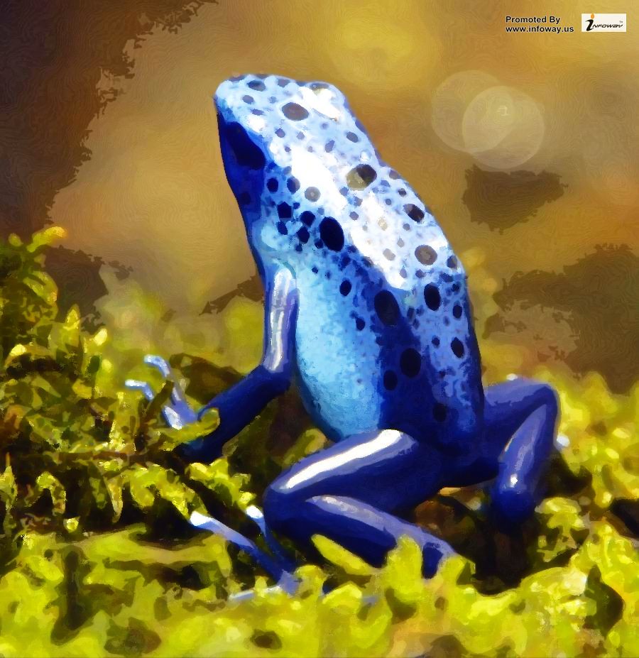 This poison dart frog wallpaper provides a ton of hd poison dart frogs wallpapers / images to set as your background with the click of a . Blue Poison Dart Frog Wallpaper Blue Poison Dart Frog Wall Flickr