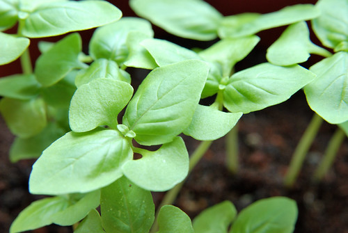 紫蘇羅勒英文查詢常識篇資料 Mrsysy