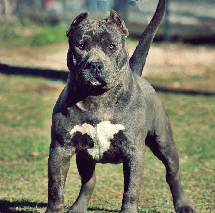 Whether you cover an entire room or a single wall, wallpaper will update your space and tie your home's look. Pitbull Dog Hd Wallpapers Download Pitbull Dog Hd Wallpape Flickr