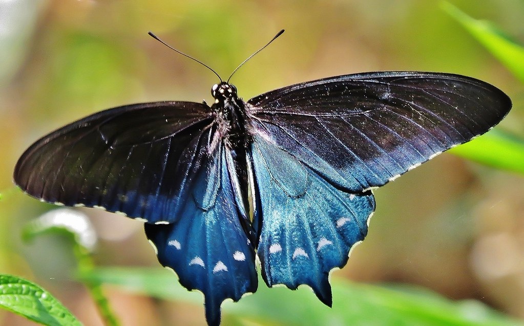The caterpillars of the pipevine swallowtail feed on the poisonous host plant, . Pipevine Swallowtail or Blue Swallowtail (Battus philenor