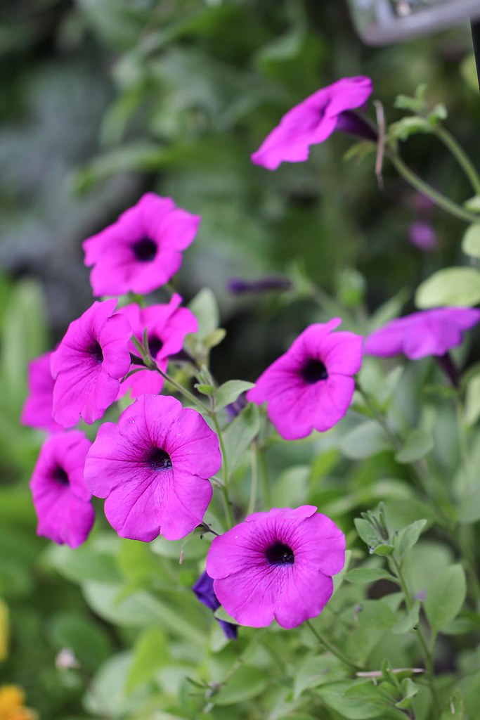 You know the best part for me is, as complicated as it looks it actually . Petunia Purple Tower In My Garden Ella Flickr