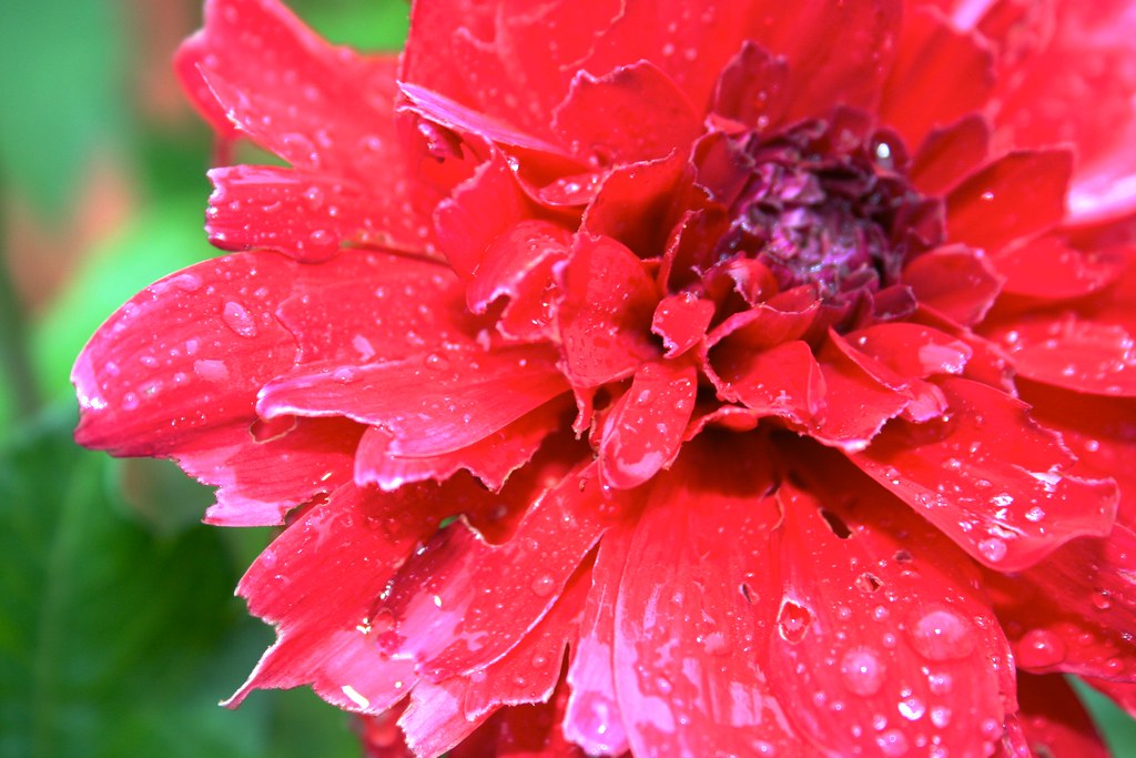 Fleure Rouge Deuxieme Photo Toujours Macro De Fleure Adrien Donot Flickr