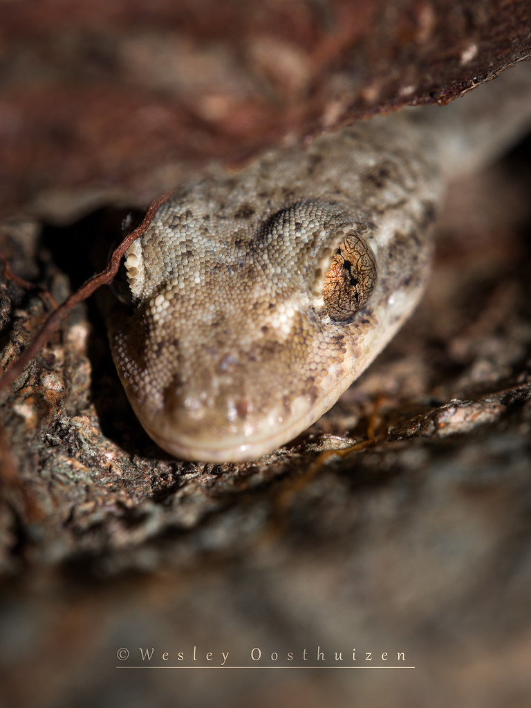 Hemidactylus frenatus | The Common House Gecko, scientific ...