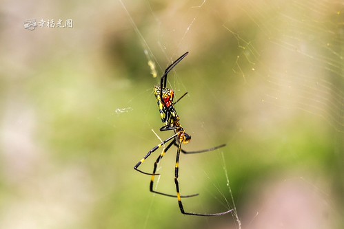 蜘蛛斑英文大脂斑紋英文 大脂斑紋英語怎么說 翻譯 Jkveno