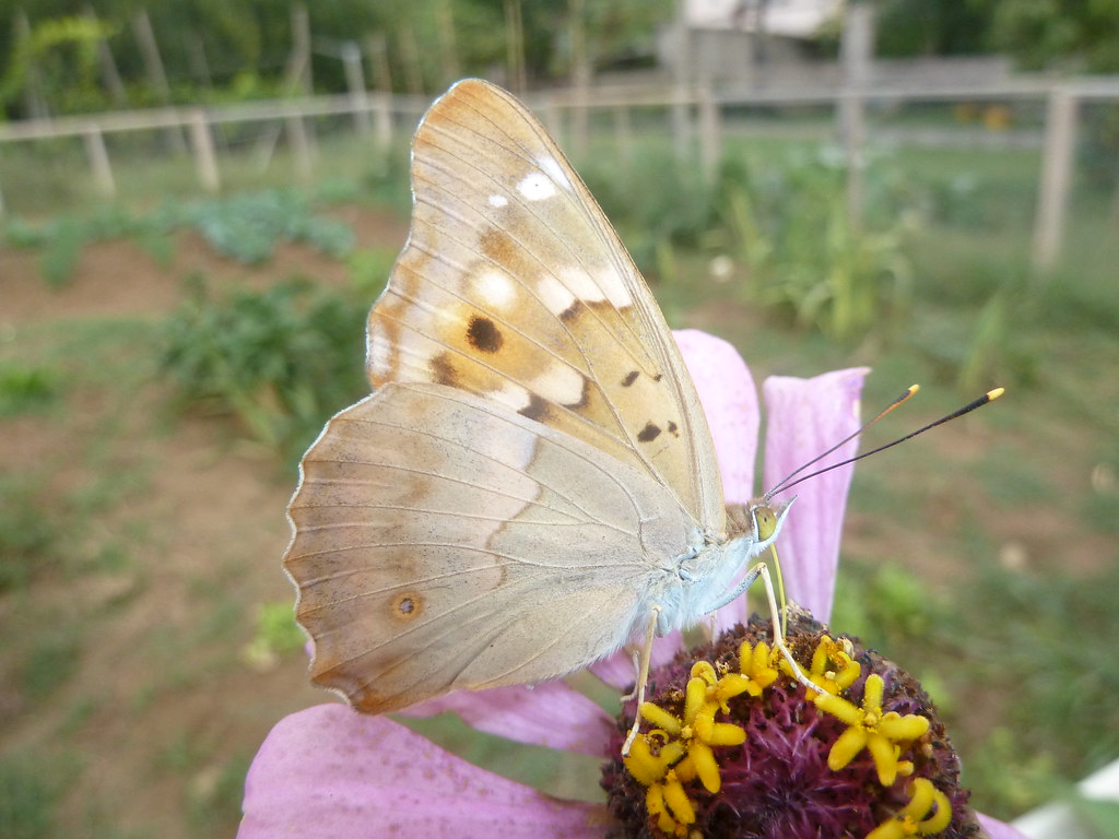 Potrivit prevederilor hotărârii de guvern, ziua de luni este liberă doar pentru bugetari. L1090114 Apatura Ilia Foto Scattata A Mano Libera Fiore Zi Flickr