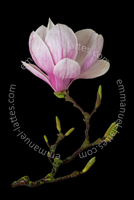 Branche De Magnolia Magnolia X Soulangeana En Fleur Pho Flickr