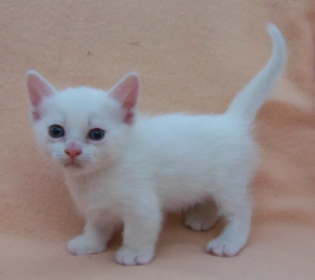 White munchkin kitten