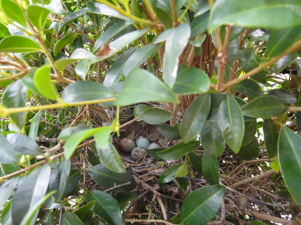 The bird nest