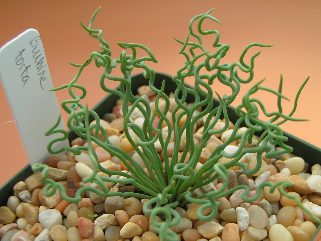 Bulbine Torta : Bulbine torta | kenuy | Flickr