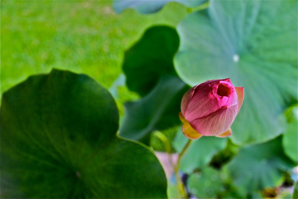 Put lotus stem in vase with only normal water to hydrate lotus so you can prep them for fold, flower arrangement. Lotus Unbloomed Lotus Flower On A Pond Covered In Algae A Flickr