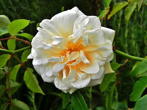 Wisteria is a vigorous plant that will produce lots of long, whippy shoots, which, if left uncontrolled, can dislodge roof tiles, clog gutters . Rosa Alister Stella Gray | Francis Ackerley | Flickr