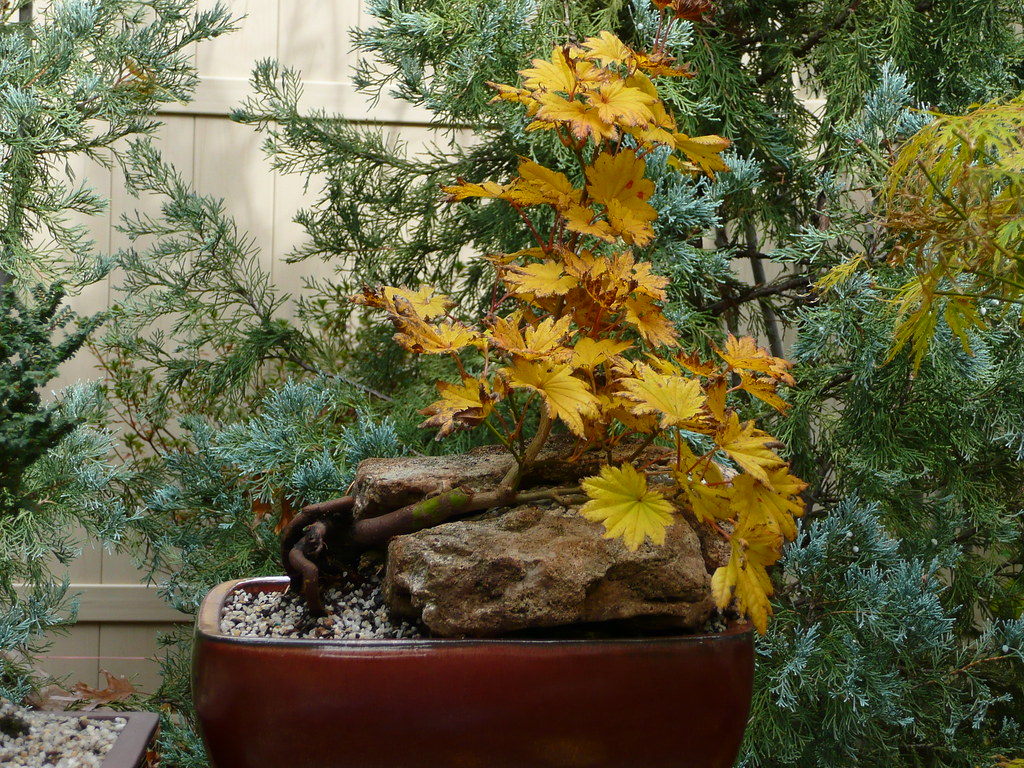Acer Shirasawanum Aureum Bonsai Acer Shirasawanum Aureu Flickr