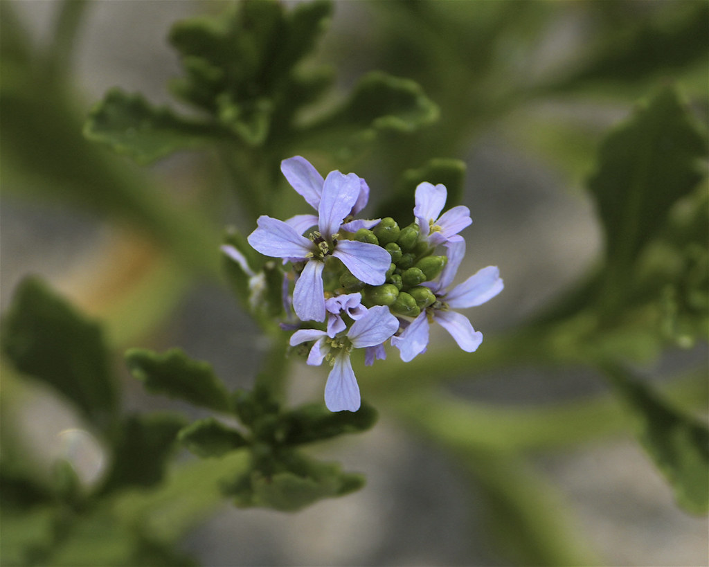 American sea-rocket