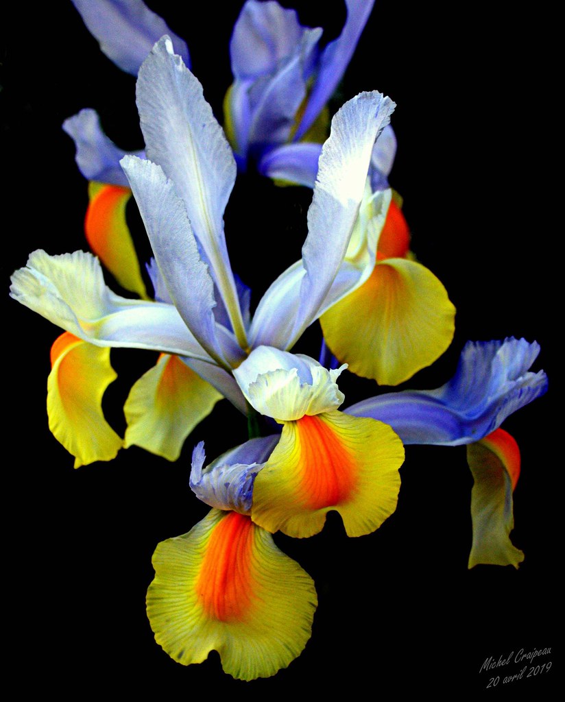 Seema S Jardin De Fleurs Home Facebook