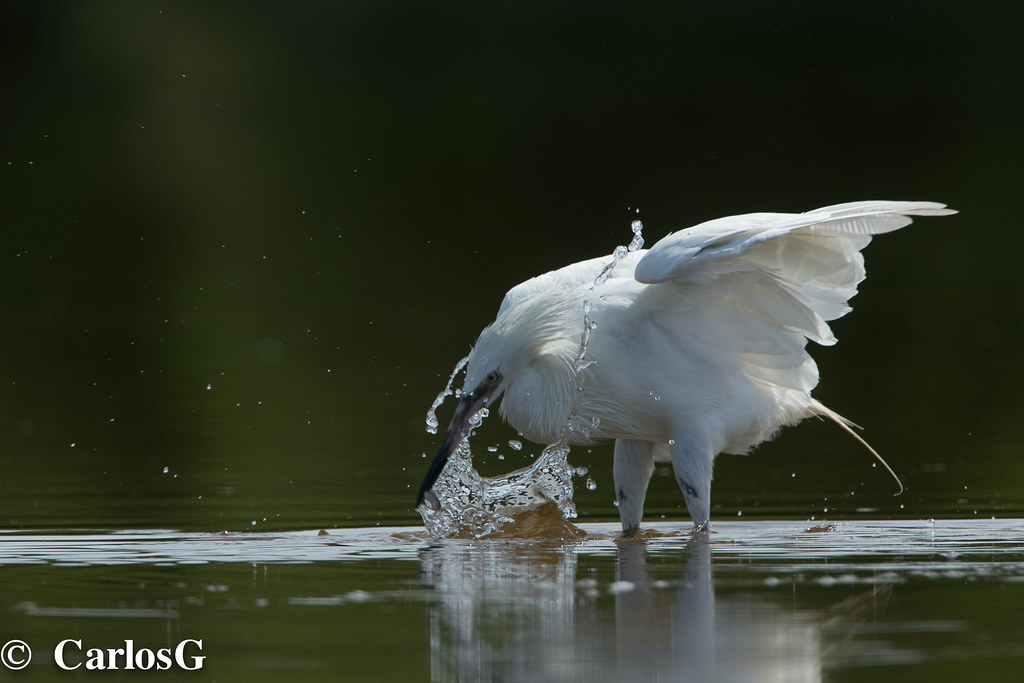 La page de madura united sur flashscore.fr offre le livescore, les résultats, les classements et les détails de matchs (buteurs, cartes rouges,.). Garza Rojiza, Reddish Egret (Egretta rufescens) | Garza Rojiâ¦ | Flickr