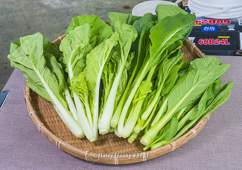 葉菜類英文 問題 Doreff