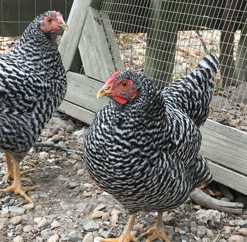 Barnyard Buddies: Feeding Time on the Farm