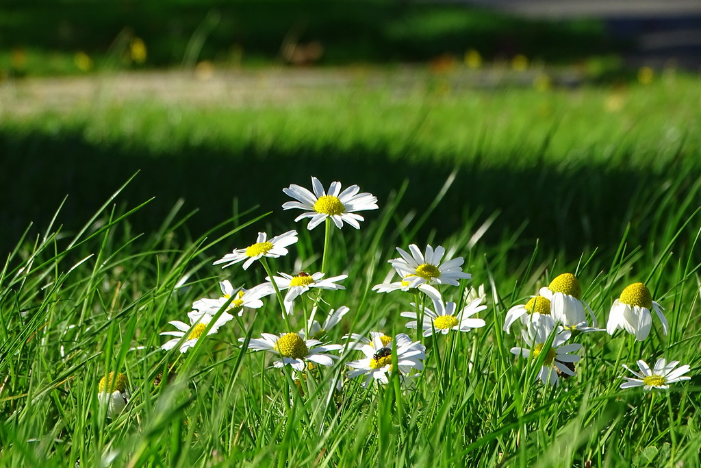 Le soleil revient et la nature s'éveille. des pÃ¢querettes en automne.......... | mc hub | Flickr