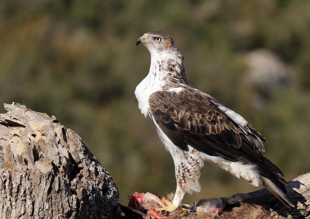 Aigle De Bonelli Michel Idre 10 Millions De Vues Merci Flickr