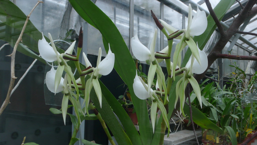 Mille Et Une Orchidees 2018 Au Jardin Des Plantes Hotel De Venise