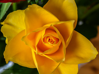 Que De Fleure 005 Olympus Digital Camera Lionel Queneutte Flickr