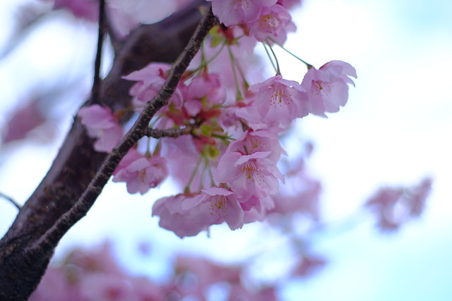 作例あるよ】RICOH RIKENON 50mm F1.7で撮影しました。 – 大きな