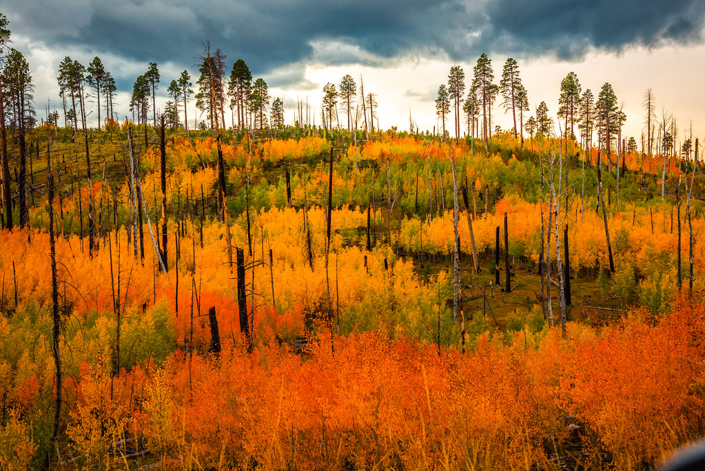 Grand canyon lodge on the north rim of grand canyon national park offers three classes of cabins, but no rooms in the main lodge building. North Rim Grand Canyon Peak Autumn Colors Fall Foliage Col