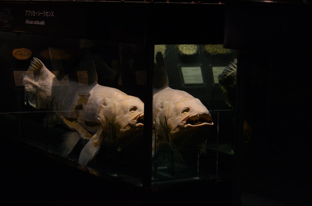 シーラカンスのいる水族館は？飼育展示施設とシーラカンス情報まとめ