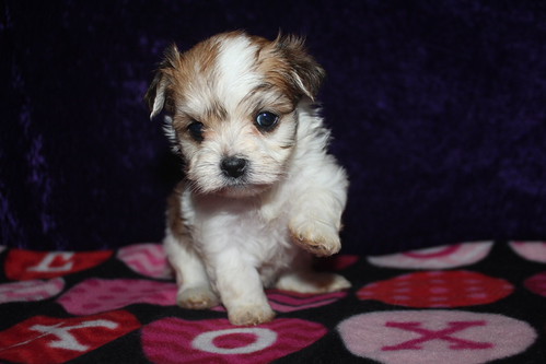 Problem with a product or service, 1. Beware Of Scammer Tlc Puppy Love