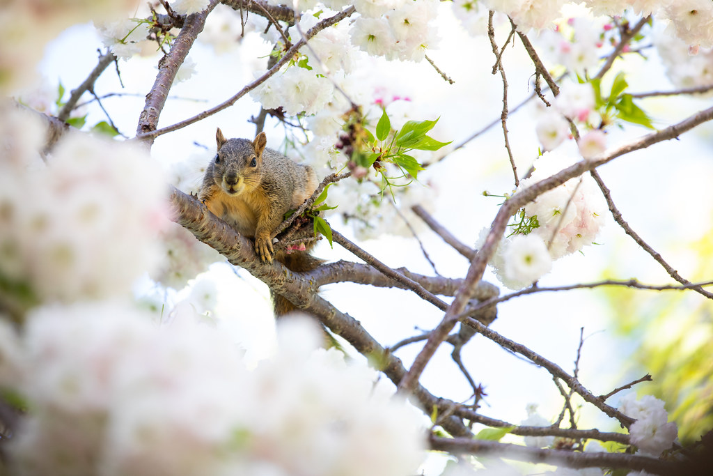 Spring photos _ap_ 2021-2