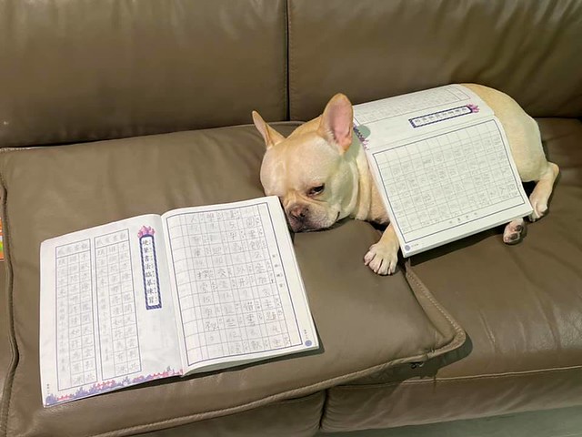 【法鬥Toby日記】稱職的書僮
