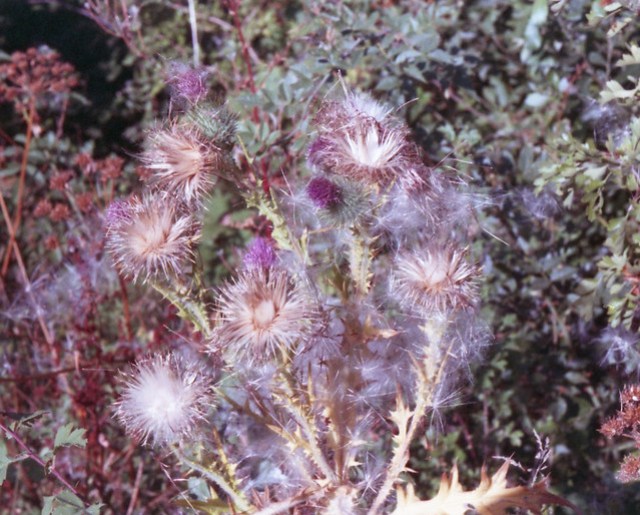 Mamiya:Sekor 500DTL Thistle