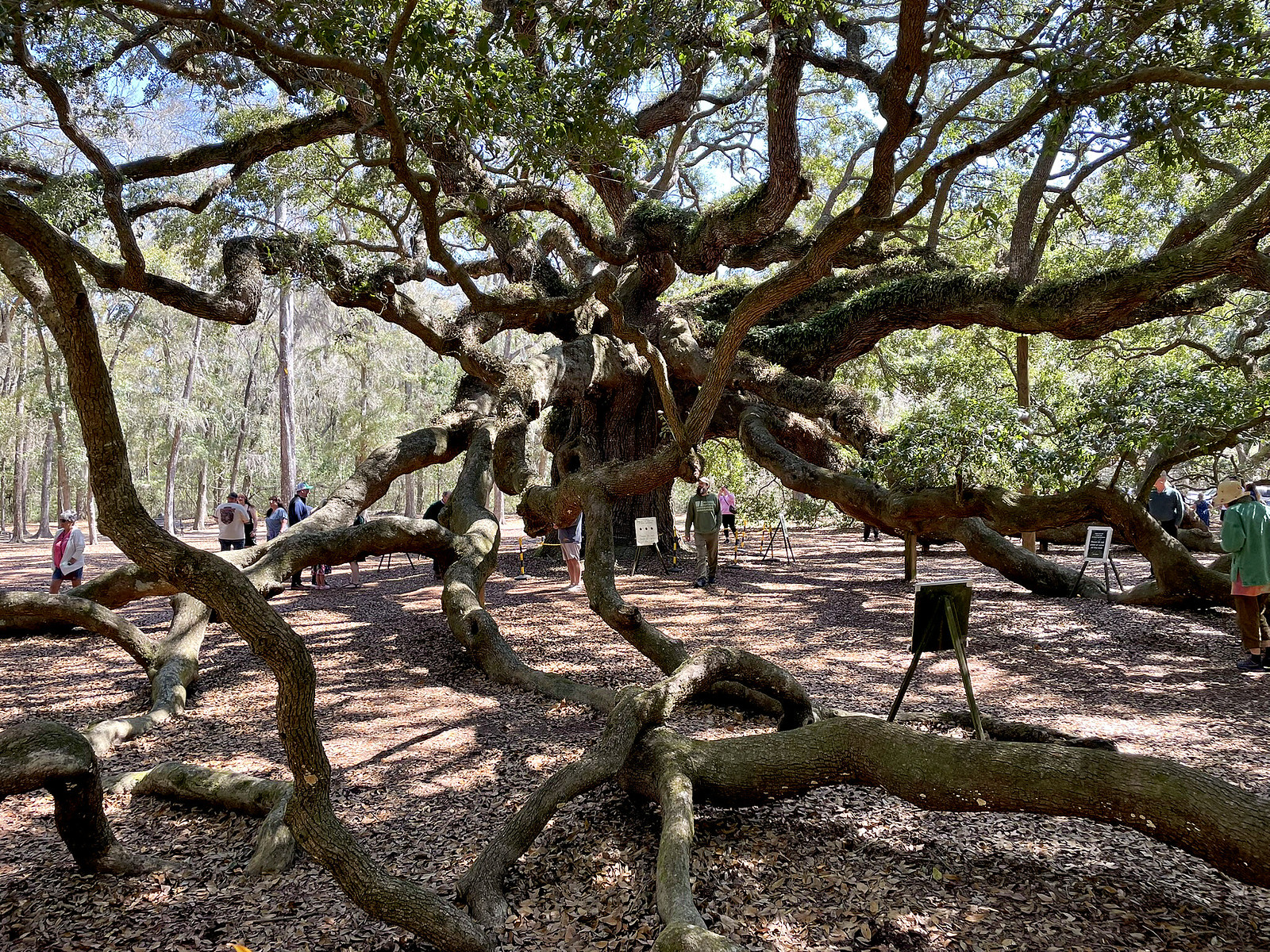 A 400-year-old tree grows on an island in South Carolina - Down