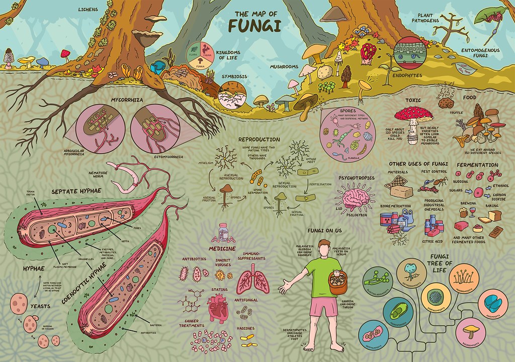 A Fascinating Map That Illustrates The Widely Diverse Kingdom Of Fungi 54761235098 760485841b B 