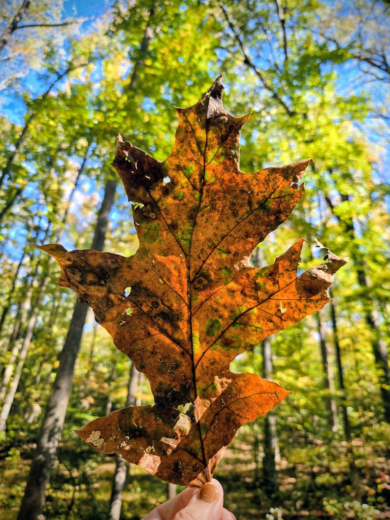 Fall Foliage Fun at Caledon State Park